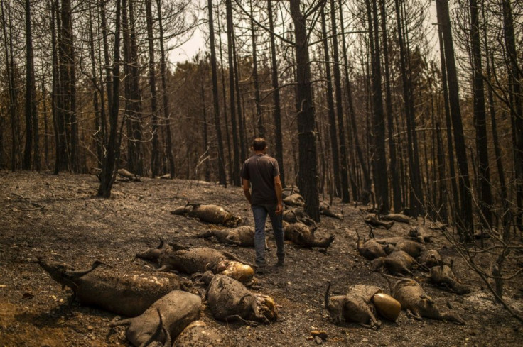 A shepherd walks among goats that perished in a wildfire on the Greek island of Evia