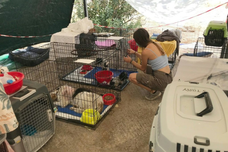 A volunteer tends to a dog at the Athens shelter