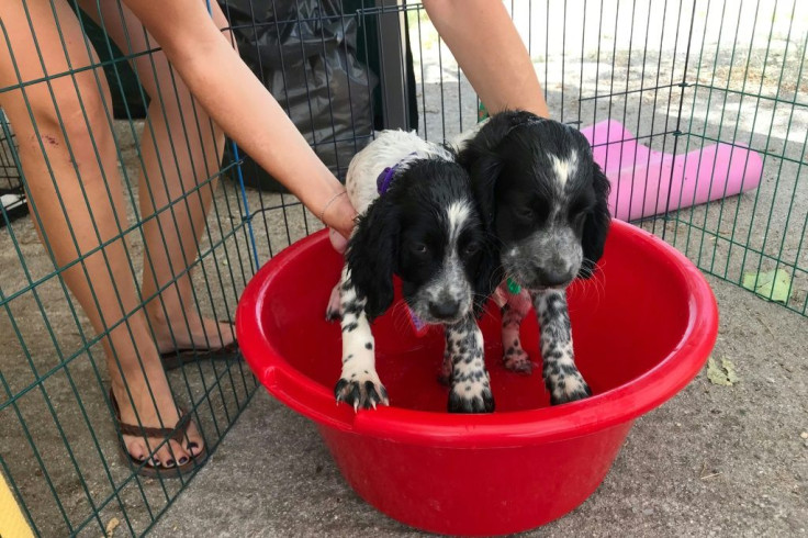 A volunteer cools down two puppies with burn injuries from Greece's wildfires, at a makeshift shelter in Athens