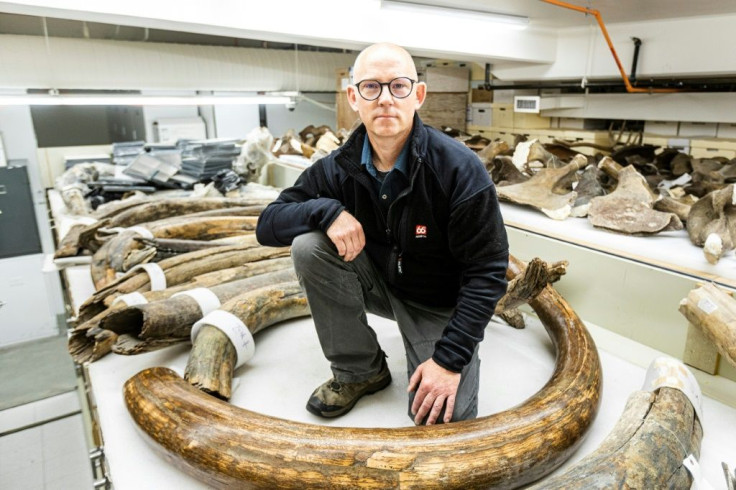 Mat Wooller, director of the Alaska Stable Isotope Facility, kneels among  mammoth tusks at the University of Alaska Museum of the North