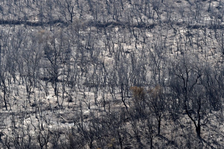 Charred trees stretch as far as the eye can see in Tizi Ouzou district, east of the Algerian capital