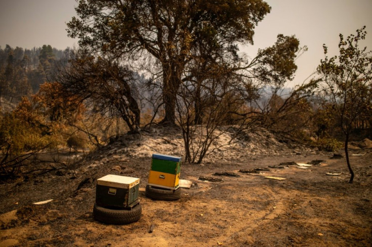 Bee colonies that have been bred over decades on the Greek island of Evia, with skills passed down through generations, have been wiped out in a fury of wild fires billowed by the forces of climate change