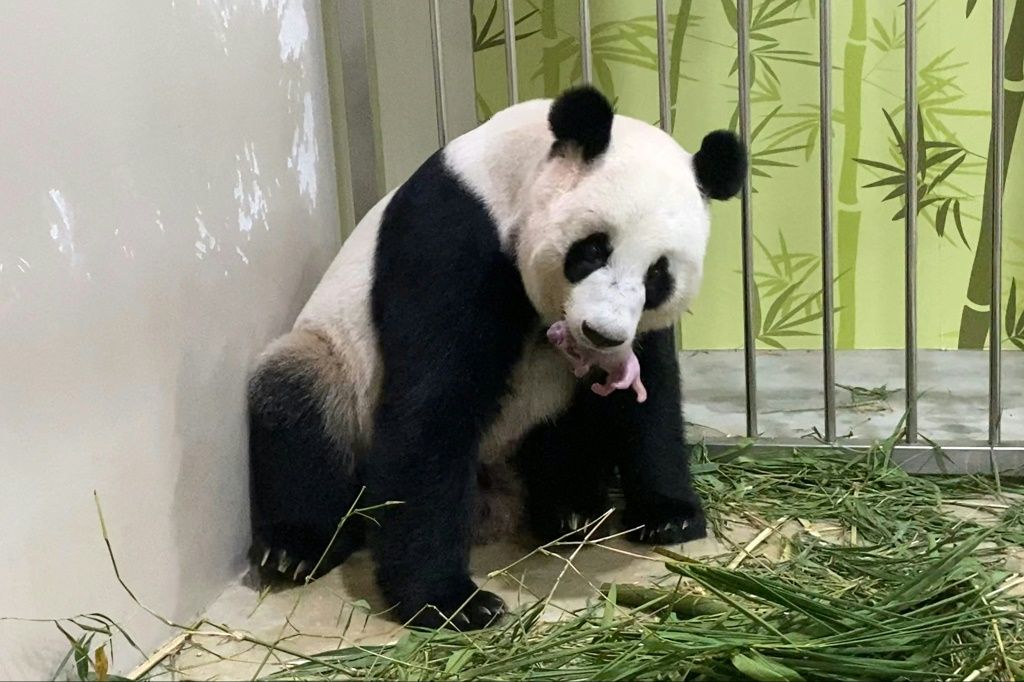 Zoo breeding. Цзя Цзя Панда. Гигантская Панда. Сингапурская Панда. Панда дипломатия.