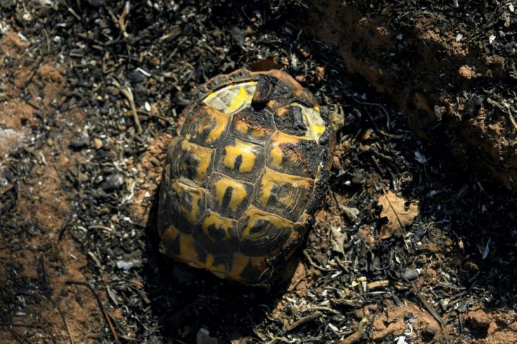 A burnt tortoise following a forest fire in Gonfaron, in southern France's Var department