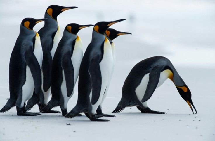 Campaigners have for years called for an effective global agreement on halting biodiversity loss, similar to what the Paris Agreement lays out for climate