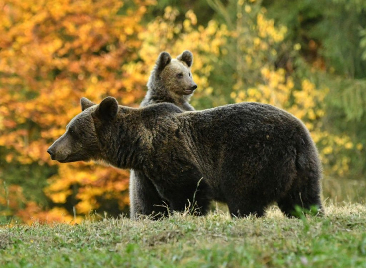 Activists fear a rise in killings if the census finds the protected species is not that endangered.Â