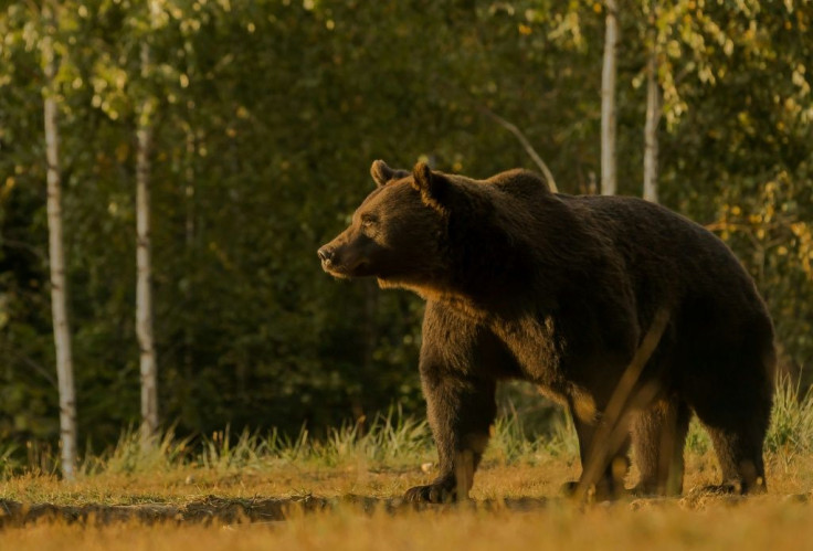 Activists say the 17-year-old bear named Arthur was the country's largest, observed for years in the area.