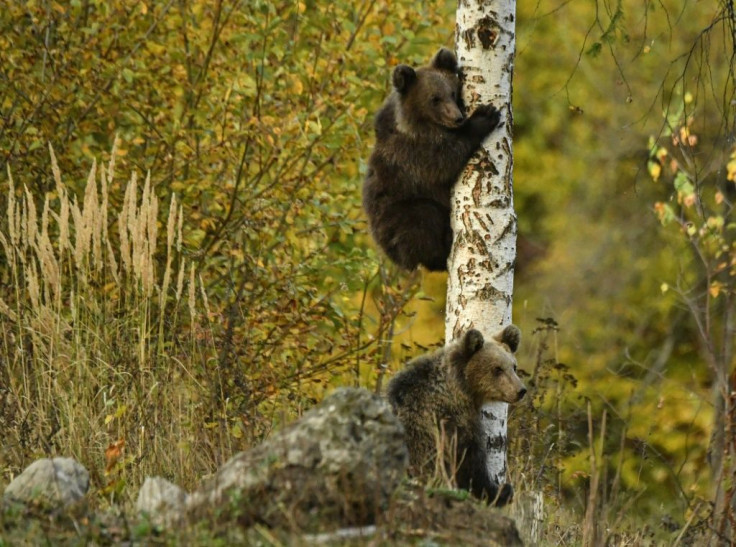 The census project also entails the creation of a bear sanctuary.