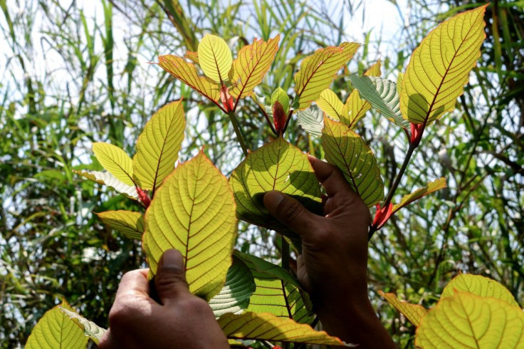 Kratom is part of the coffee family, used for centuries in Southeast Asia and Papua New Guinea for its pain-relieving and mildly stimulating effects