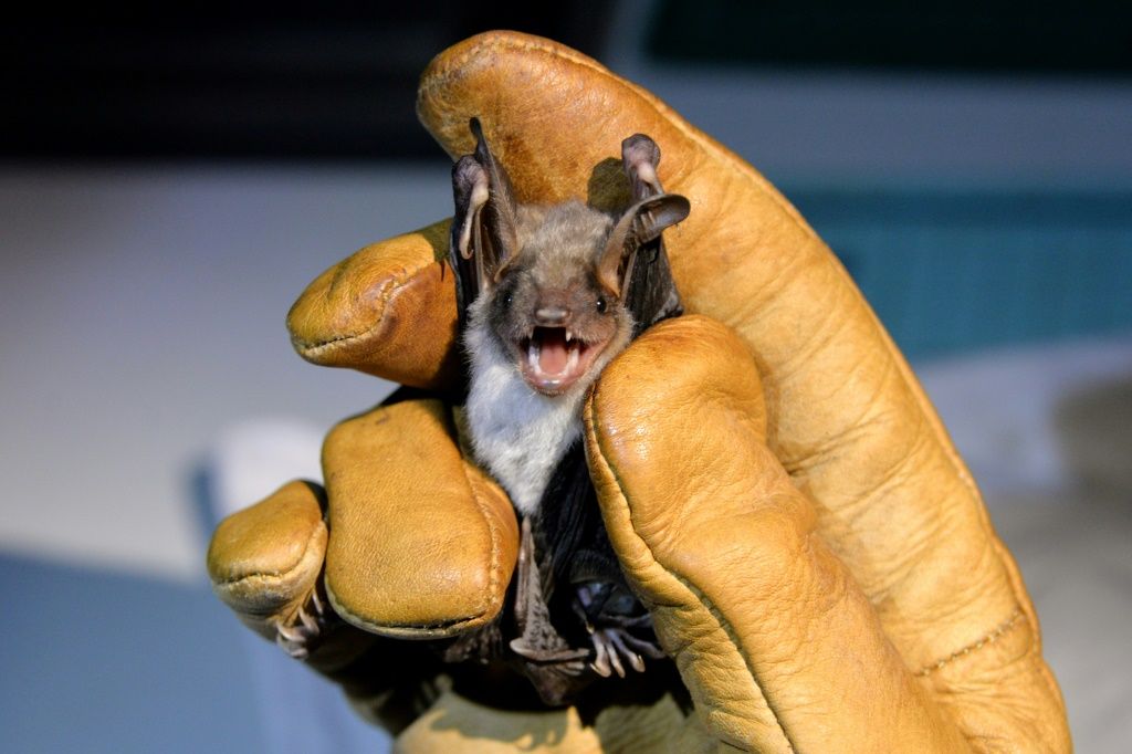 From The Shadows The Secret Threatened Lives Of Bats IBTimes   Colony Greater Mouse Eared Bats Western France Undergoes Annual Check Help Understand 