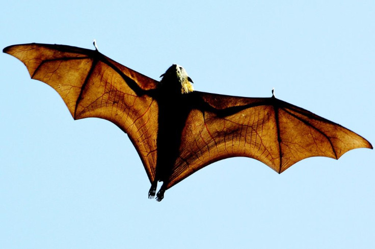 Climate change is increasingly taking its toll --Â flying foxes in Australia have been devastated by heatwaves