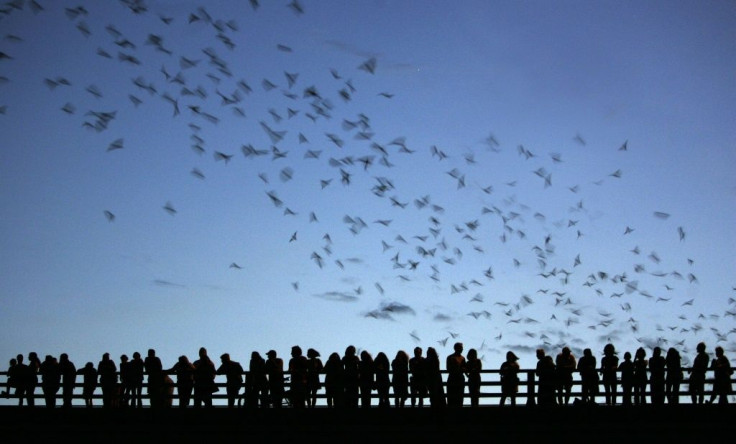 In the United States, thousands of Mexican free-tailed bats have been killed by hypothermia after beingÂ lured by milder winters into abandoning their habitual migration south