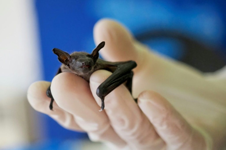 As well as collisions with cars, wind turbines and even the automatic motion sensors that illuminate the stairways of apartment blocks can be perilous for bats