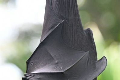 Bats are one of the world's most endangered animals, threatened by habitat loss and human persecution