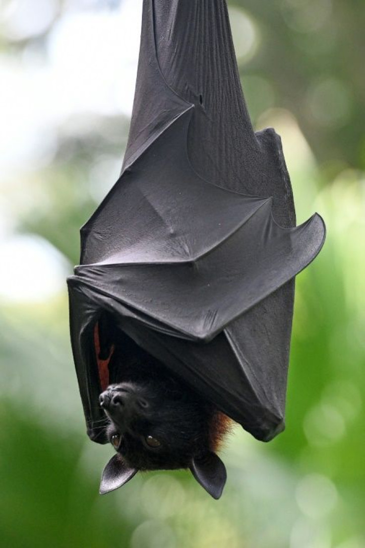 Bats are one of the world's most endangered animals, threatened by habitat loss and human persecution