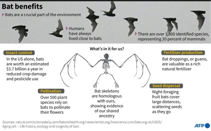 How bats are an integral part of the planet's ecosystems