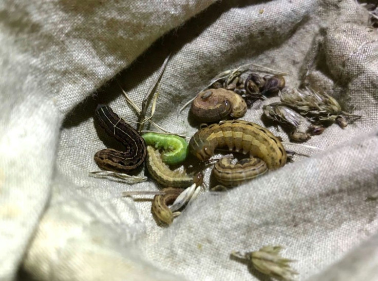 This undated image courtesy of Douglas Boyes shows a selection of moth caterpillars caught by sweep netting during fieldwork