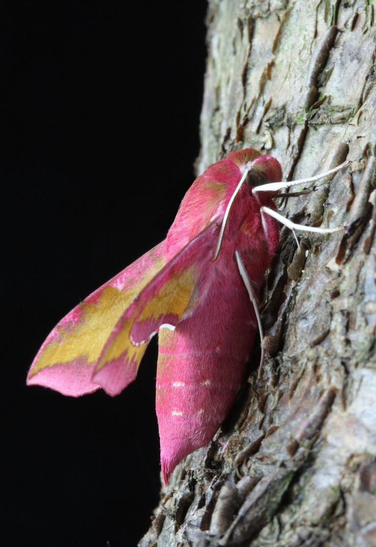 Elephant Hawkmoth 