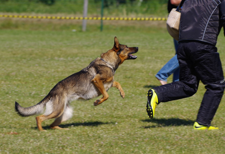 german-shepherd-dog-2882343_1920