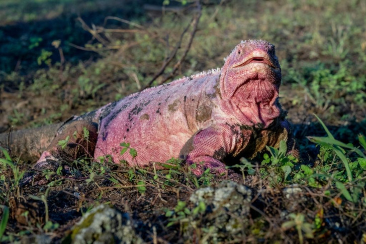 Handout photo released by the Galapagos National Park of a Galapagos pink iguana at Wolf Volcano on Isabela Island in the Galapagos archipelago, Ecuador