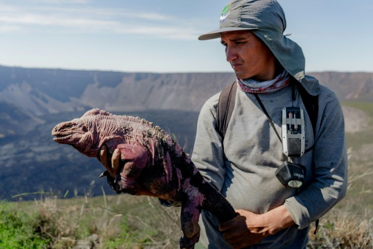 Handout photo released by the Galapagos National Park of a group of park ranger monitoring a Galapagos pink iguana at Wolf Volcano on Isabela Island