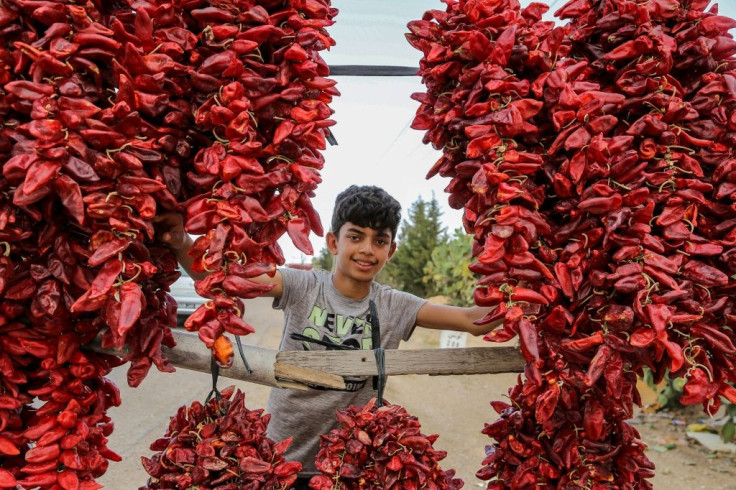 Red peppers drying along the side of the road to the town of Sidi Bouzid in central Tunisia