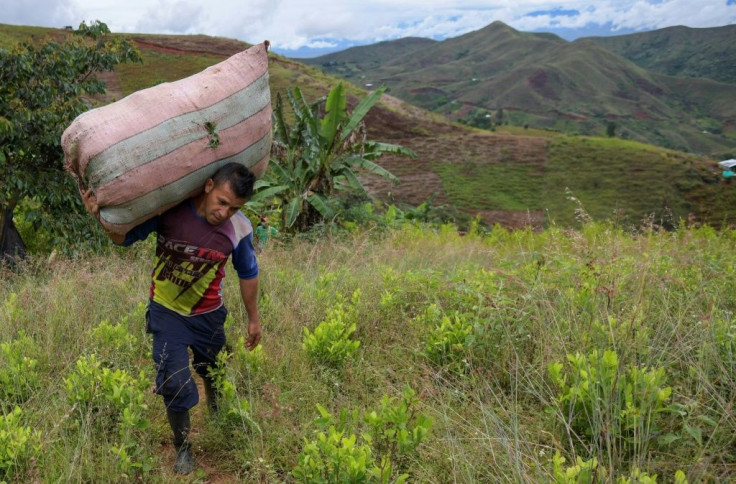 Colombian coca leaf collector Edison Tovar works in the mountains of Patia