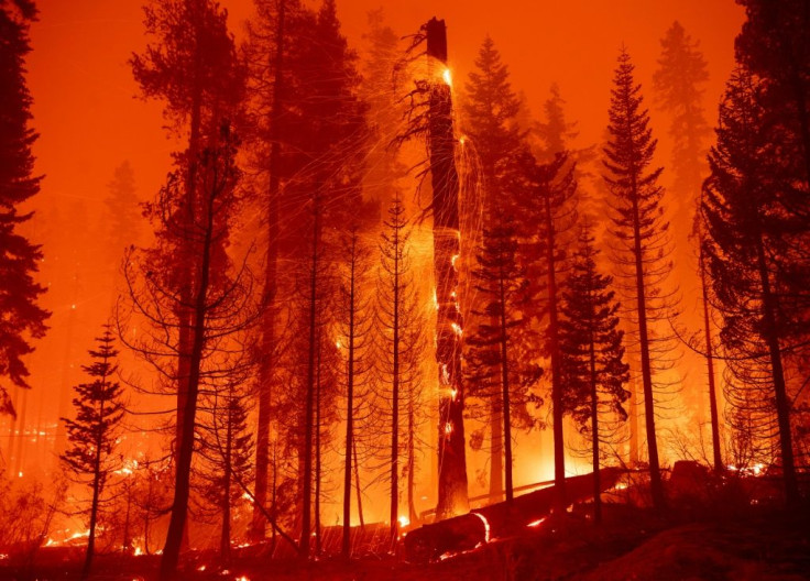The magnificent forests of northern California are tinder-dry after a years-long drought