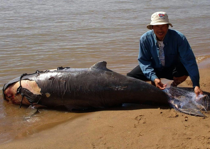 Dolphins can become entangled in discarded fishing nets that stop them being able to get to the surface to breathe