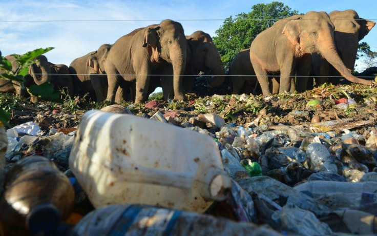 Asian Elephants have been seen scavenging on rubbish dumps in Sri Lanka
