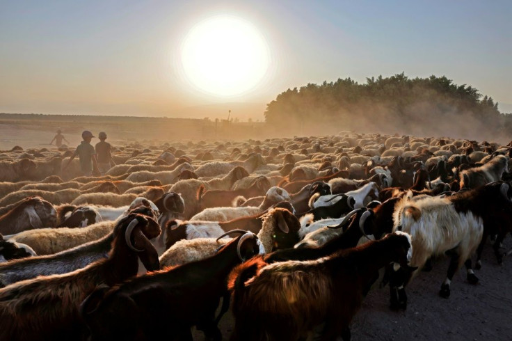 Bedouin shepherds herd a flock of sheep near the Palestinian village of Fasayil in the Jordan Valley, in the occupied West Bank near the border with Jordan