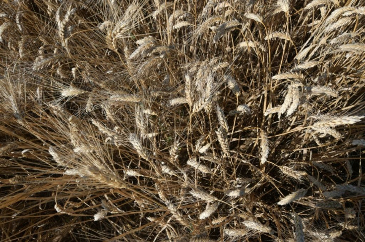 Wheat varieties developed in the 1980s are being blighted by disease in Tunisia, but farmers say that traditional varieties appear to be more resistant