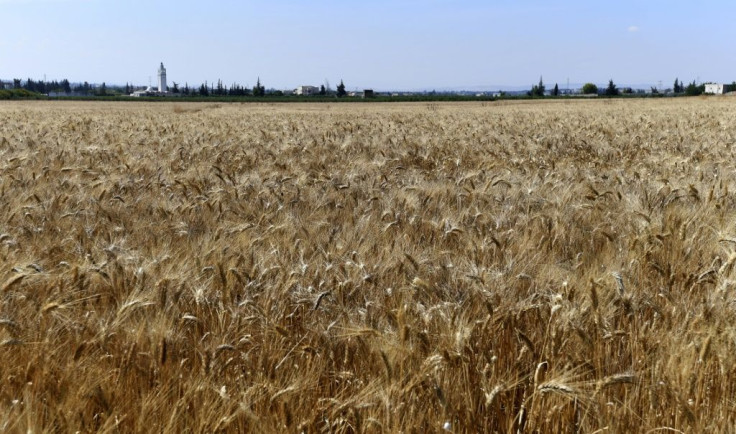 'A return to local or native seeds is one of the conditions needed to reach food sovereignty,' one researcher in agricultural policies said