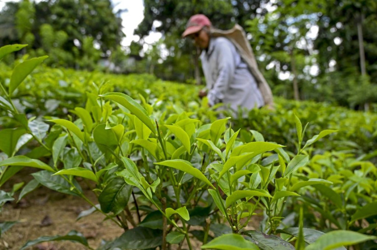 Tea plantation owners warn a crop failure would cause huge unemployment