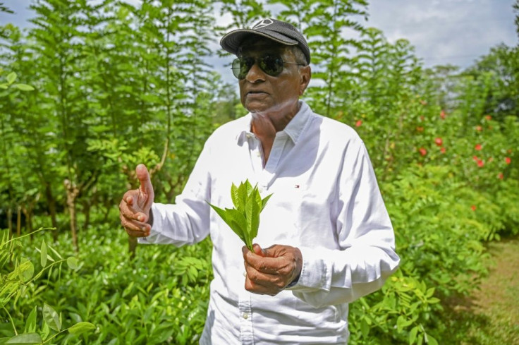 Master tea maker Herman Gunaratne warned Sri Lanka's annual tea crop could be slashed by half unless the government rethinks its approach
