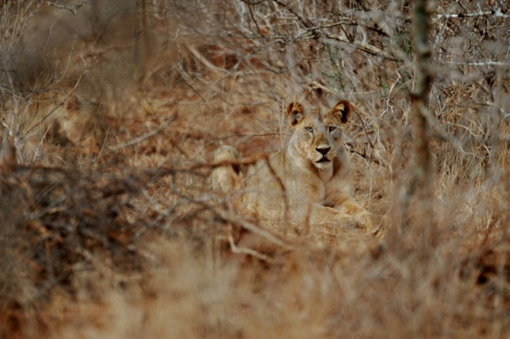 Lions have lost more than 90 percent of their range and their numbers over the last 150 years