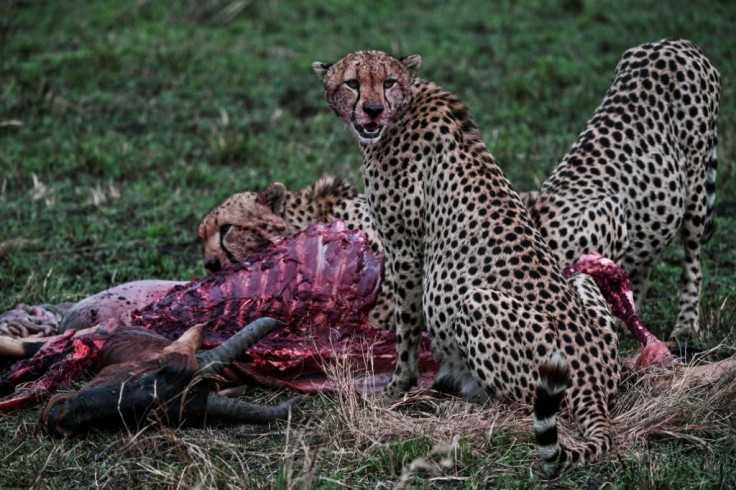 Industrial-scale bush-meat poaching has emptied parts of the African savannah of big cats and their prey