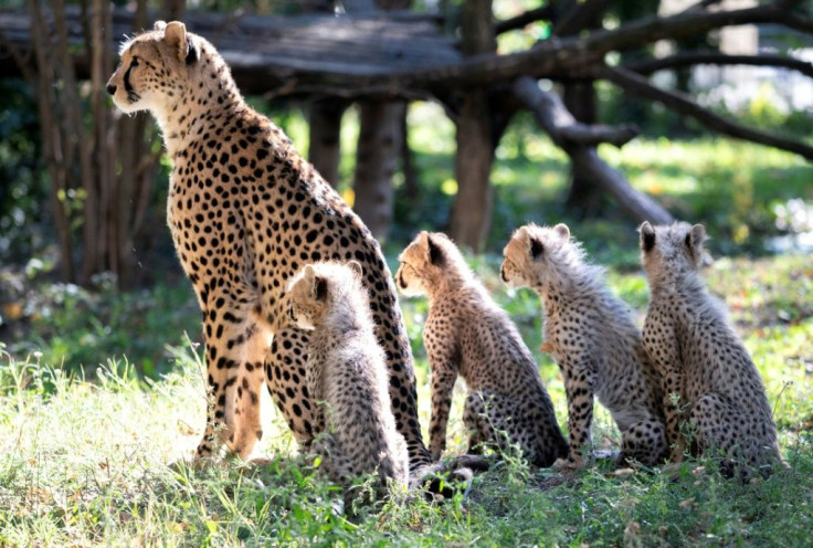 The cheetah once roamed as a top predator across most of Africa, the Middle East, central Asia and India, but today occupies less than 10 percent of its historic range