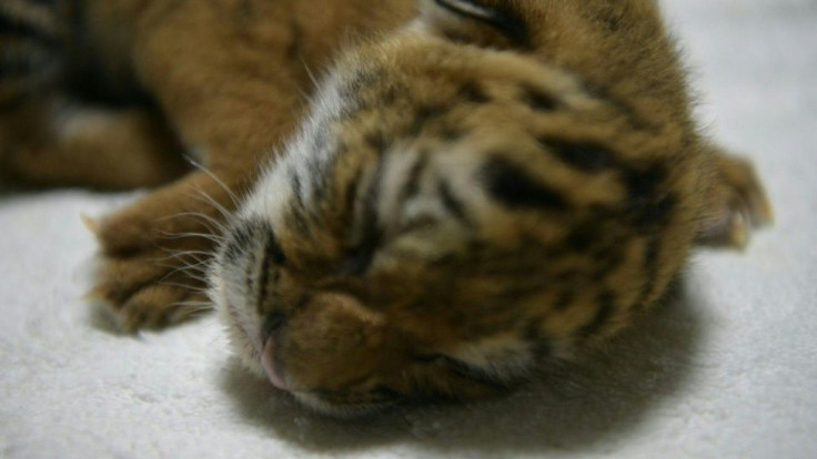 A Bengal tiger cub is being cared for by humans at Nicaragua's National Zoo after its mother was unable to produce the milk necessary to feed her cub.
