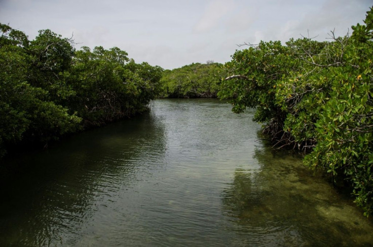 Indigenous populations, fishermen and real estate developers all value mangrove forests but have different ideas of what to do with them
