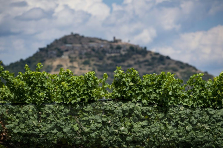Some wine producers now grow grapes at the foot of the Pyrenees where temperatures are cooler