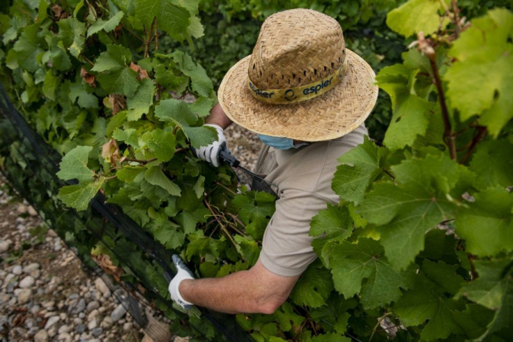 While temperatures are cooler, vines need protection from hail which is more common along mountain ranges