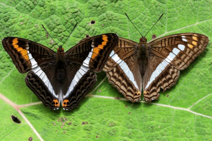 Pictures of the Adelpha corcyra and Adelpha alala butterflies pictures in Colombia's Antioquia department