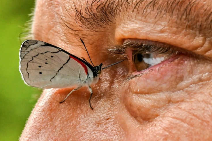 A butterfly settles on the side of Juan Guillermo Jaramillo's nose