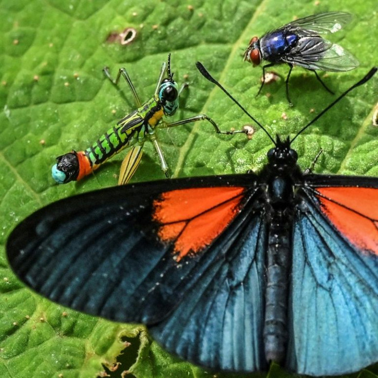 The Altinote ozoneme have velvety black wings with red patches at the base of the forewings, and are mostly found in cloudforests