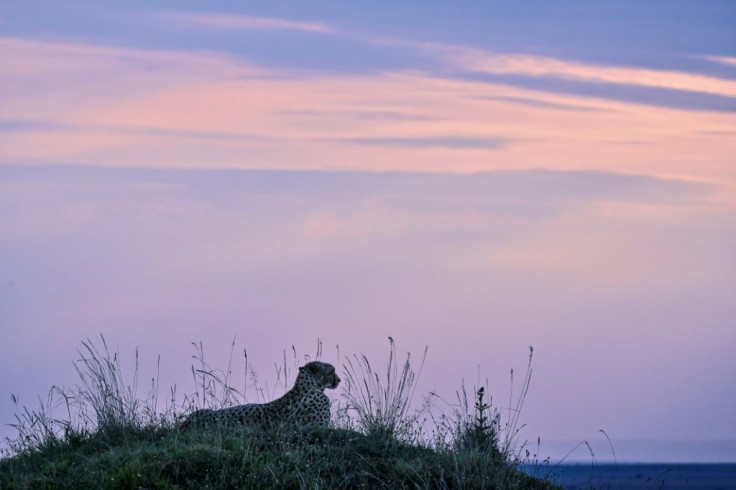 Big cats have lost 90 percent of their range and population