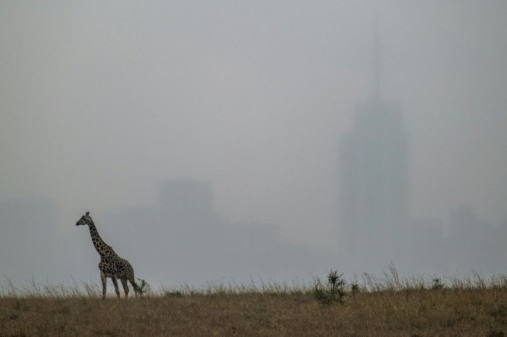 A maasai giraffe walks in Nairobi National Park, Kenya