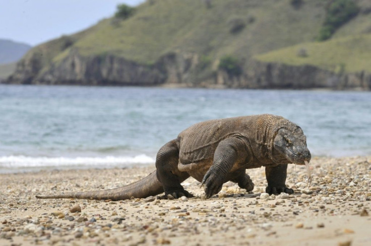 At least 30 percent of the Komodo dragon's habitat is projected to be lost in the next 45 years