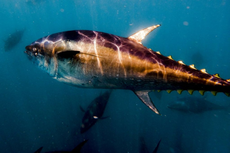 While Atlantic Bluefin tuna had seen a dramatic recovery, Pacific Bluefin continues to be critically endangered