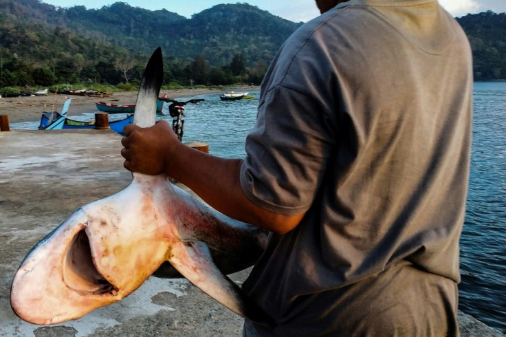 Thirty-seven percent of 1,200 shark and ray species evaluated are directly threatened with extinct